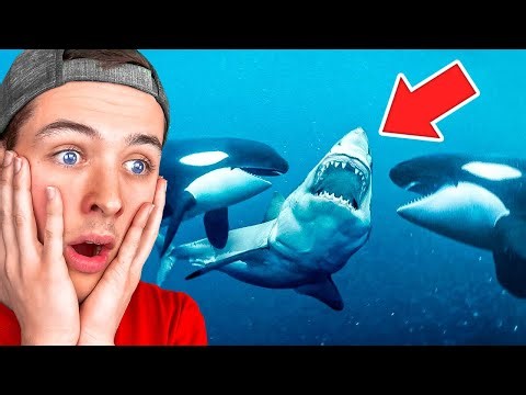 ANIMALS That MESSED With The WRONG OPPONENT...