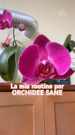 HEALTHY ORCHIDS: My routine