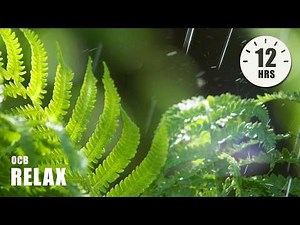 12 Hours of Relaxing Music - Sleep Music with Rain Sound, Piano Music for Stress Relief (Joel)