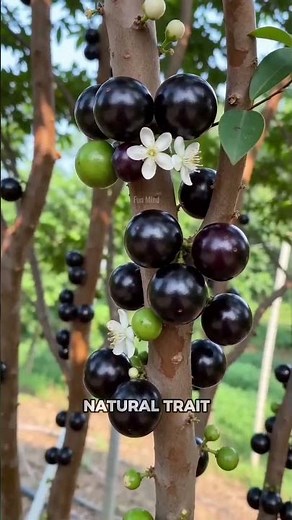 This Tree Grows Fruit Straight From Its Trunk! Nature's Amazing Cauliflory