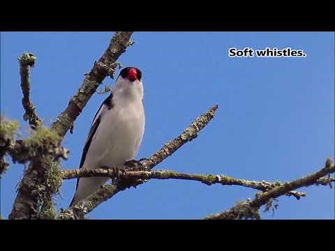 Pin-tailed Whydah male singing