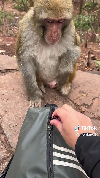 Funny Monkey Videos: 2 Loaves of Bread and a Bottle of Yogurt Adventure