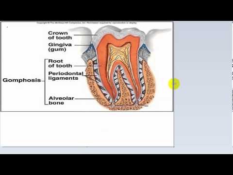 general anatomy 9 - joints part 1-by dr / sameh ghazy