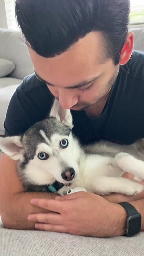 Adorable Siberian Husky Puppy with Blue Eyes
