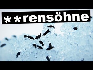 Flöhe die **rensöhne