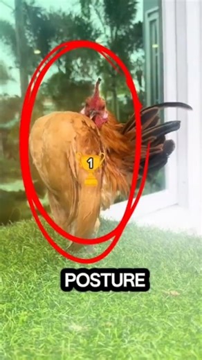 Why Are Serama Chickens So Expensive? 🐥💸 #SeramaChicken #TinyChickens#ChickenFacts #Shorts