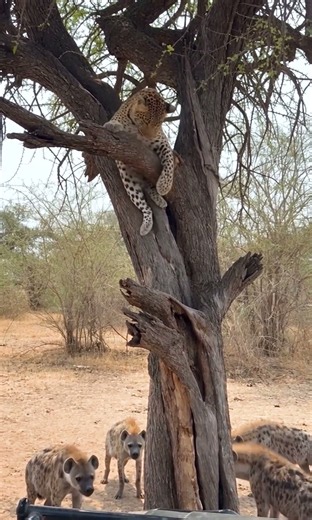 Leopard Climbs Higher as Hyenas Gather Beneath the Tree