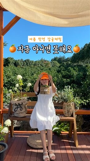 여름에만 가능한 제주 청귤 체험🍊🍏
