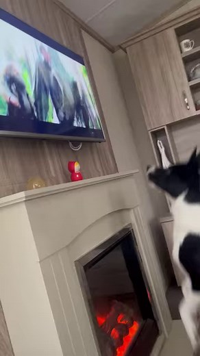 One of our favourite songs and Barney | Stephen Kelleher