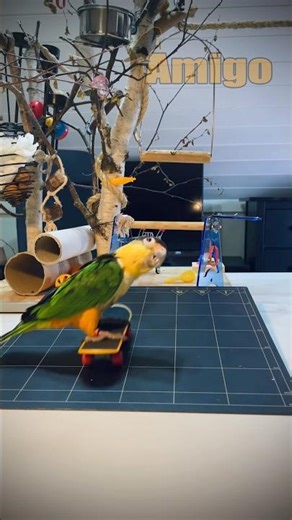 Skateboarding Caique Does It All for Snacks 😎
