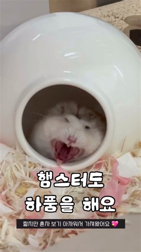 햄스터 하품 영상 모음