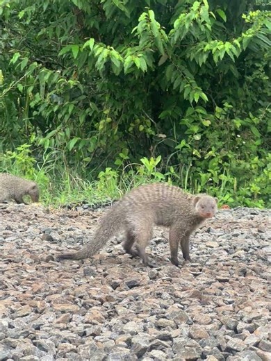 Banded moongoes #wildlife #wildlifeentertainment #animals