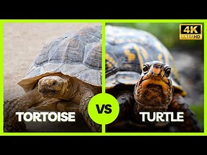 Tortoise vs Turtle: Discover the Fascinating Differences! 🐢🌊🐢
