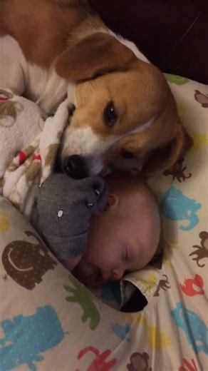 Pubity on Instagram: "❤️ This video is of our Corgi/Beagle mix Chloe, giving puppy kisses to our 2 1/2 month old son Harrison. She is the younger of our 2 dogs (both corgi/beagle mixes). She is a very loving, kind and gentle dog. This was the first time she really warmed up to him as her and her puppy brother Oliver were our original babies. Since then, she and Harrison have been the best of friends! Kayla Wills via ViralHog"