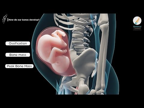 The Living Skeleton: Bone Cells and Bone Turnover