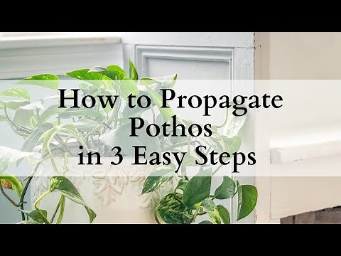 How to Propagate Pothos in 3 Easy Steps
