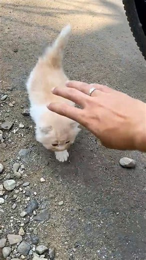 Rescue kitten so cute #rescuecat #kitten #catlovers