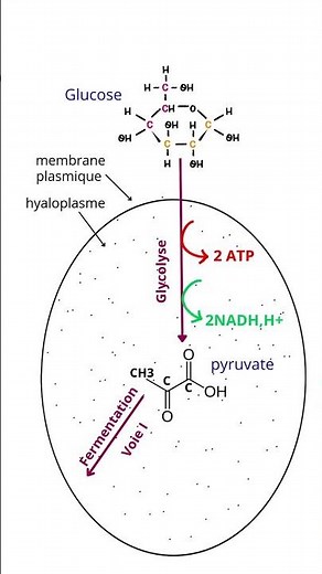 Glucose Degradation in the Cell: Aerobic and Anaerobic Pathways