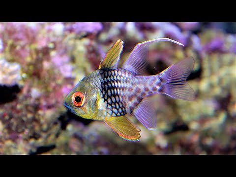 Facts: The Pajama Cardinalfish