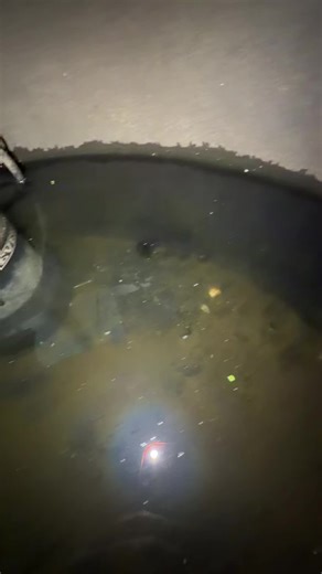 Creating a Thriving Indoor Pond Ecosystem for Goldfish