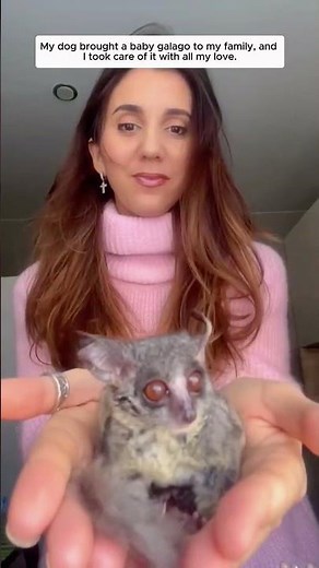 My dog brought a baby galago to my family, and I took care of it with all my love.
