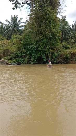 Musang berjanggut on TikTok