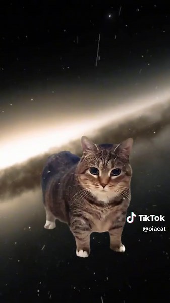 Funny Cat Videos: Cats Singing and Playing Piano
