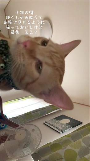 可愛い猫の逆くしゃみ動画集