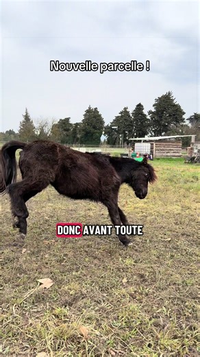 De la belle herbe toute fraîche 🌿 #cloture #cheval #ecurie