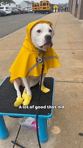 213K views · 15K reactions | Even In The Rain, This Deaf Therapy Dog Pitbull Reports To School’s Bus Duty #dogsofinstagram #dogoftheday #dogstagram #deafdogsrock #reelschallenge #fy #fypageシ | Cole the Deaf Dog- The Team Cole Project | Facebook