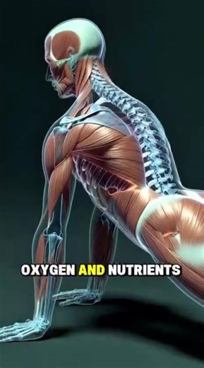 Push-Up Exercise Explained in 3D Anatomy | Muscle Activation, Benefits & Effects