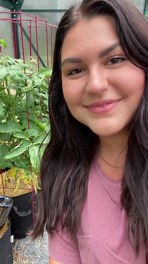 This is how i prune my indeterminate tomatoes! Pruning tomatoes takes some trial and error to see what you like best. But when it comes to indeterminates, the basic principle is: pruning suckers gives you larger fruit which is great for beefsteak varieties. Not pruning quite as much can give you more fruit but it is smaller which is great for cherry varieties. But, you should always prune some to increase airflow and prevent disease. #gardentok #gardentips #gardeninghacks #gardeningforbeginners 