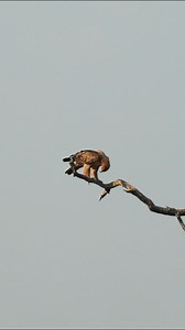 With keen eyes scanning the plains, the African hawk-Eagle spots its next move at Etosha National Park in Namibia. #namibia #etosha #eagle #namibiatravel #namibiatourism #visitnamibia #travelnamibia #safari #birdlife #nature #desert #africansafari #explorepage #trendingvideos #viral | Nwrnamibia
