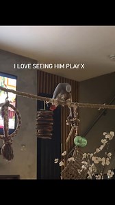 He’s so happy just playing away with his toys 😆😆❤️❤️ | Kelo the African Grey