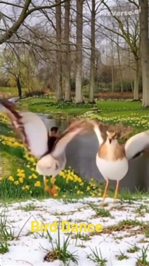 bird dance, pump up the jump #shorts #birds