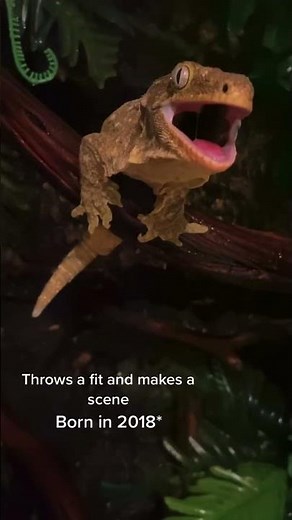 my leachianus gecko is angry