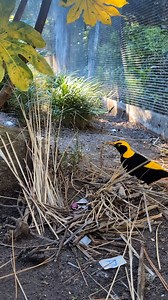 The Regent Bowerbird is quite the interior designer, and he’s got a serious eye for detail. The keepers love giving him different shapes to see what he’ll choose for his bower – and his favourites? Pointy objects in brilliant shades of blue. 💎✨ He’s currently showing off his architectural flair in the corner of the habitat he shares with Mrs Ben and Seisia, our Palm Cockatoos. If you’re between the squirrel monkeys and the first Palm Cockatoo aviary, keep your eyes peeled – he’s built his bower