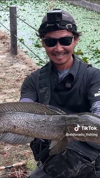 カエルに生まれたら外出するの無理すぎるやろ。 #ライギョ #ライギョ釣り #雷魚 #雷魚釣り #フロッグゲーム