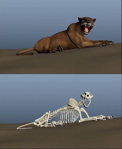 Lioness 3D Animation #creatureanimation #autodeskmaya