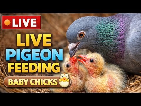 Pigeon Family Nest Live 🕊️ | Cute Chicks Feeding Time
