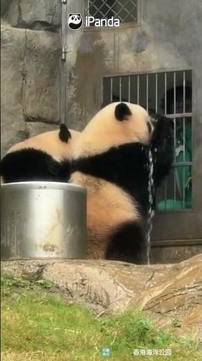 Panda VS. The Most Unbeatable Water Stream | iPanda #shorts #HKPanda