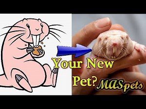 Can You Keep a NAKED MOLE RAT as a Pet?