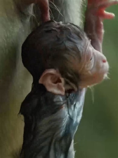 Newborn Monkey's First Day in Nature