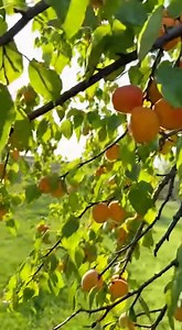 From pit to tree: grow an apricot tree at home | Garden and home tricks