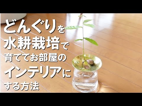 どんぐりの育て方｜初心者でもほぼ100%発芽させる方法を徹底解説！失敗しない水耕栽培のコツ