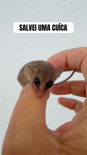 FILHOTE DE CUÍCA GACIOSA _ É um dos menores marsupiais do mundo ￼