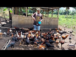 Anu ang Magandang Alagaan Native o Heritage na Manok?