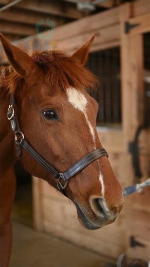 Horse Sounds🐴| Neighing, Snorting & Galloping Sound Effects |Animal Sounds for Kids #horse #animals