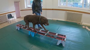 16 reactions | Will the Labrador carrying an item while walking along the double beam  #dogtraining #tricktraining | Fun Trick Dog Training | Facebook