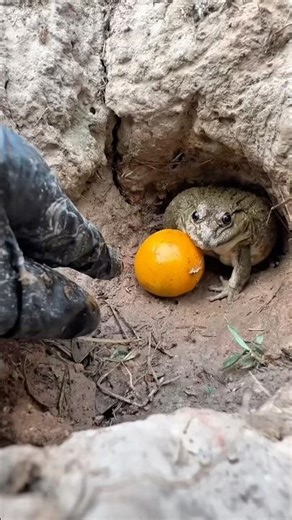 So funny 🤣🐸